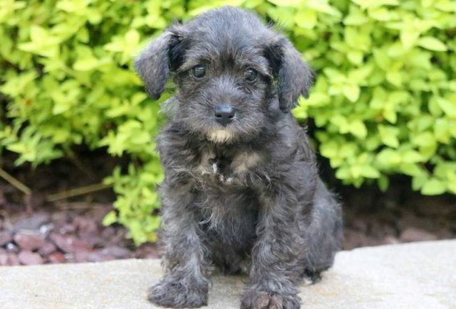 Schnoodle Category