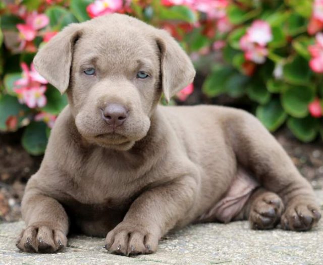 Silver Labrador Retriever puppies for sale