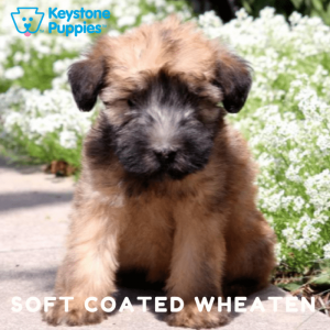 soft-coated-wheaten-terrier-healthy-responsibly-bred-Pennsylvania