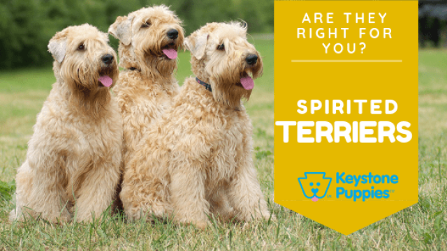 Are Spirited Terriers Right for You?