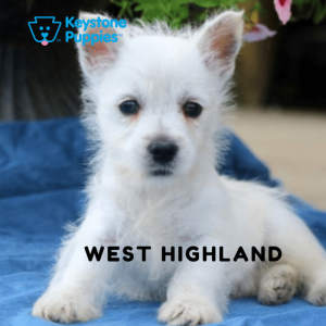 west-highland-terrier-healthy-responsibly-bred-Pennsylvania