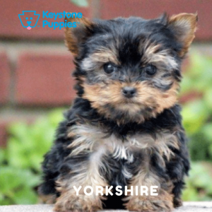 yorkshire-yorkie-terrier-healthy-responsibly-bred-Pennsylvania