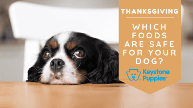Thanksgiving Foods Your Dog Can Actually Eat