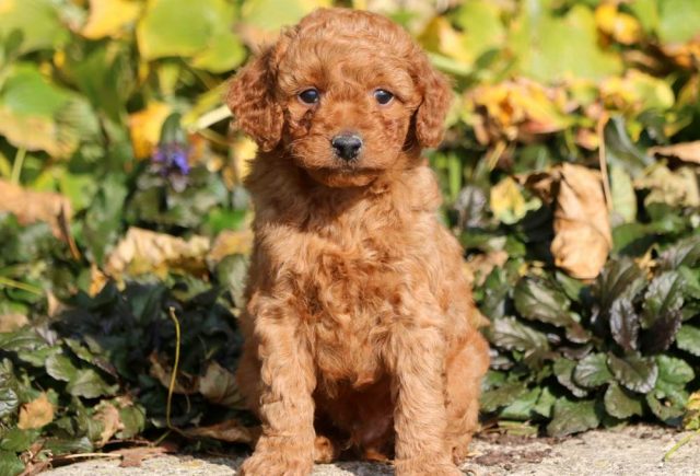 Toy Goldendoodle Category