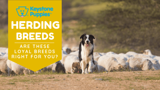 Herding Breeds – Are They Right for You?