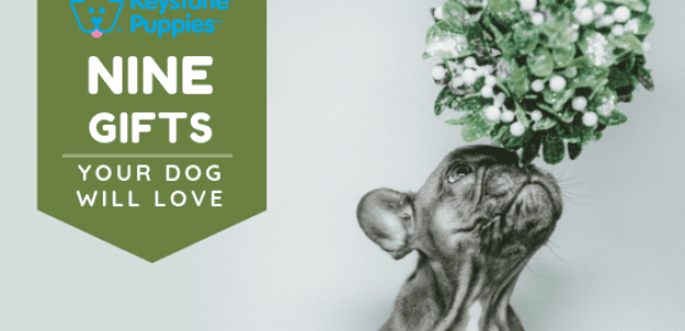 9 Holiday Gifts Your Puppy Will Actually Love