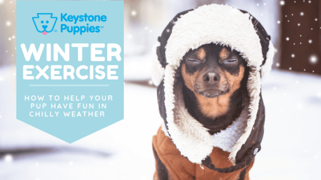 Tips for Exercising Your Puppy in Winter Weather