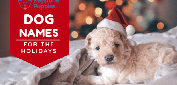 Holiday Dog Names for Your Pup