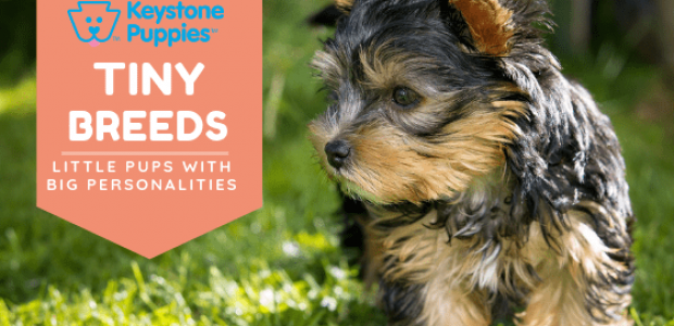 The Tiniest Dog Breeds