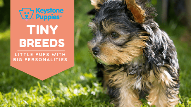 The Tiniest Dog Breeds