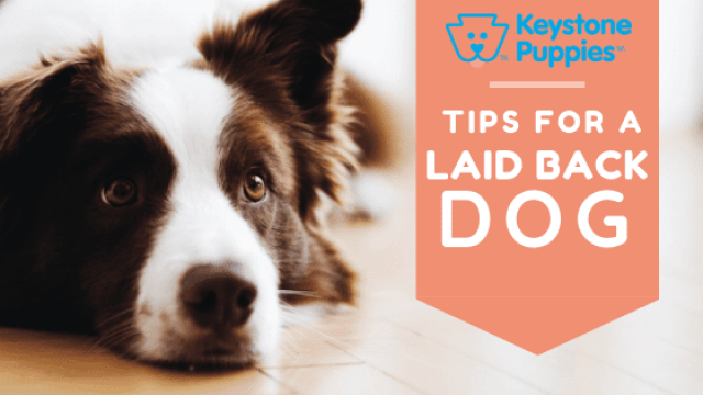 Tips for a More Laid-Back and Well-Adjusted Dog