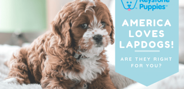 America Loves Lapdogs!
