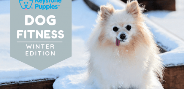 Keep Your Dog in Shape This Winter!