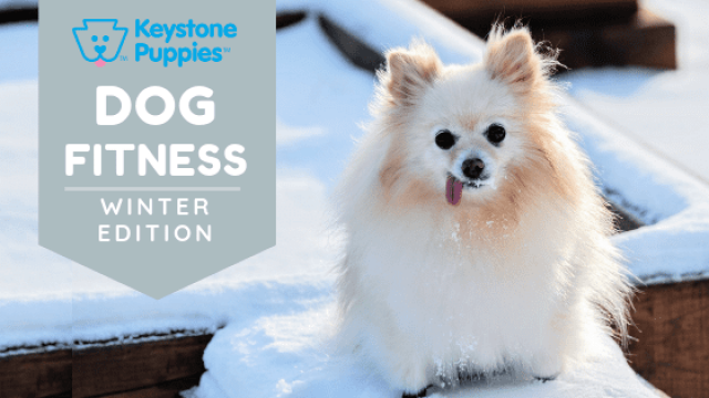 Keep Your Dog in Shape This Winter!
