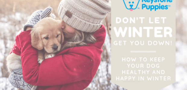Don’t Let Winter Get Your Dog Down!