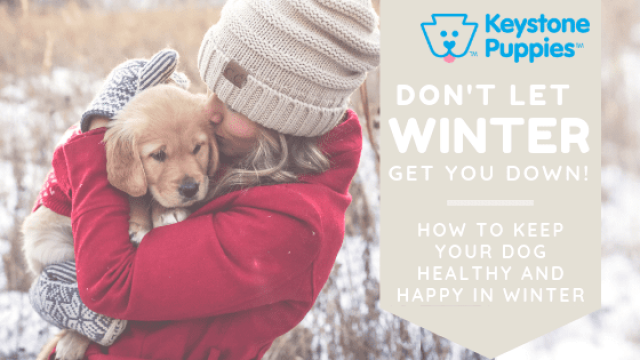 Don’t Let Winter Get Your Dog Down!