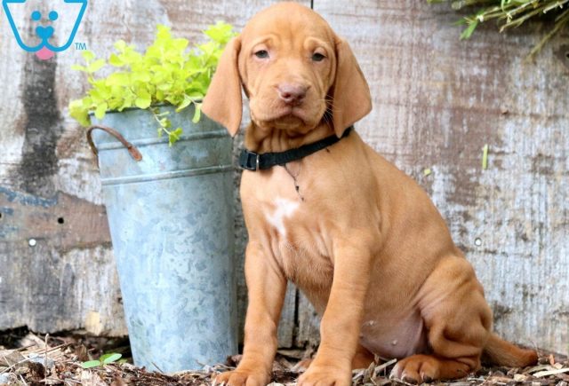 Remy Vizla 1