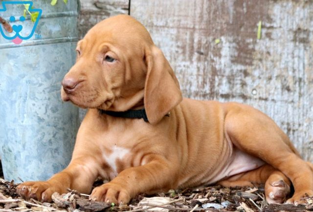 Remy Vizla 3