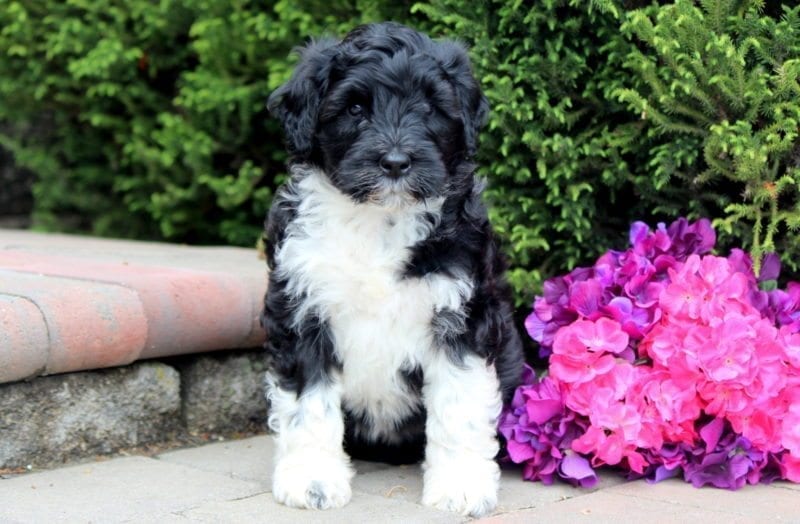 Portuguese Water Dog puppies for sale in PA