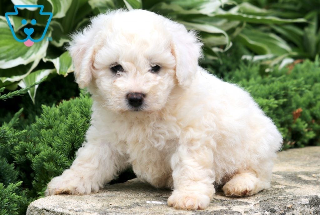 White low-shedding puppy
