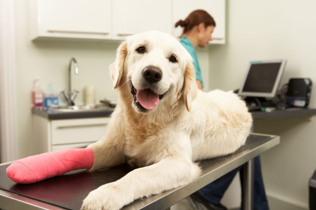 best pet insurance for dogs