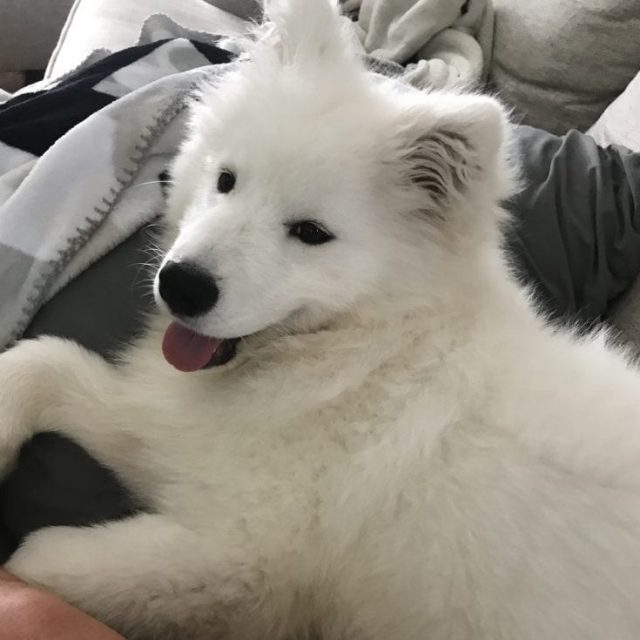 Hope (Samoyed)