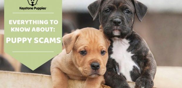 Pet Need Home Puppies Sniffs Out Online Puppy Scams