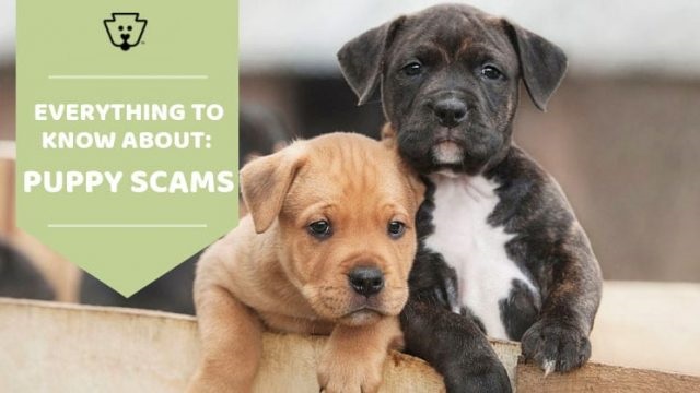 Pet Need Home Puppies Sniffs Out Online Puppy Scams