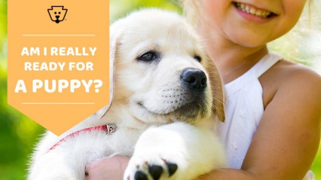 Am I Ready for a Puppy?