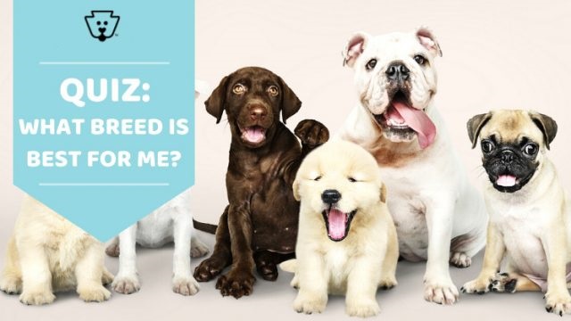 What is the Best Dog Breed for Me? An Interactive Dog Breed Selector