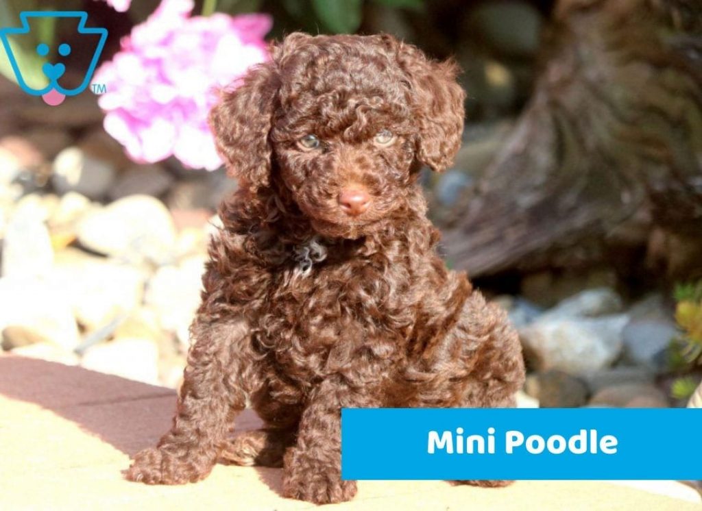 Mini Toy Poodle Puppy Available for Purchase