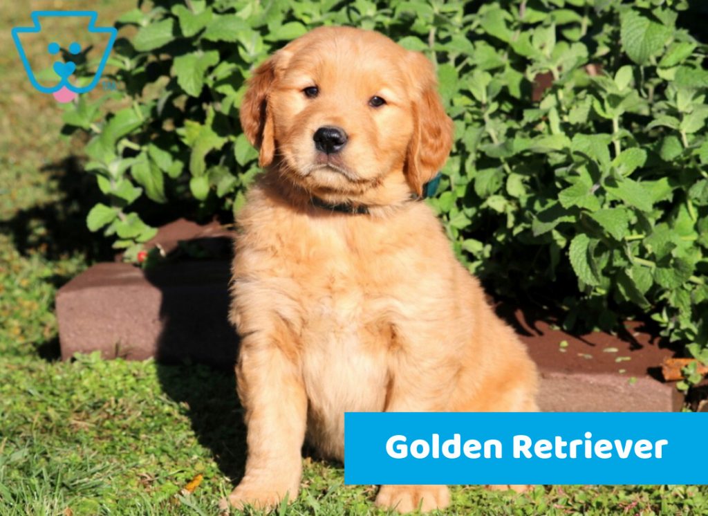 Golden Retriever breed for sale