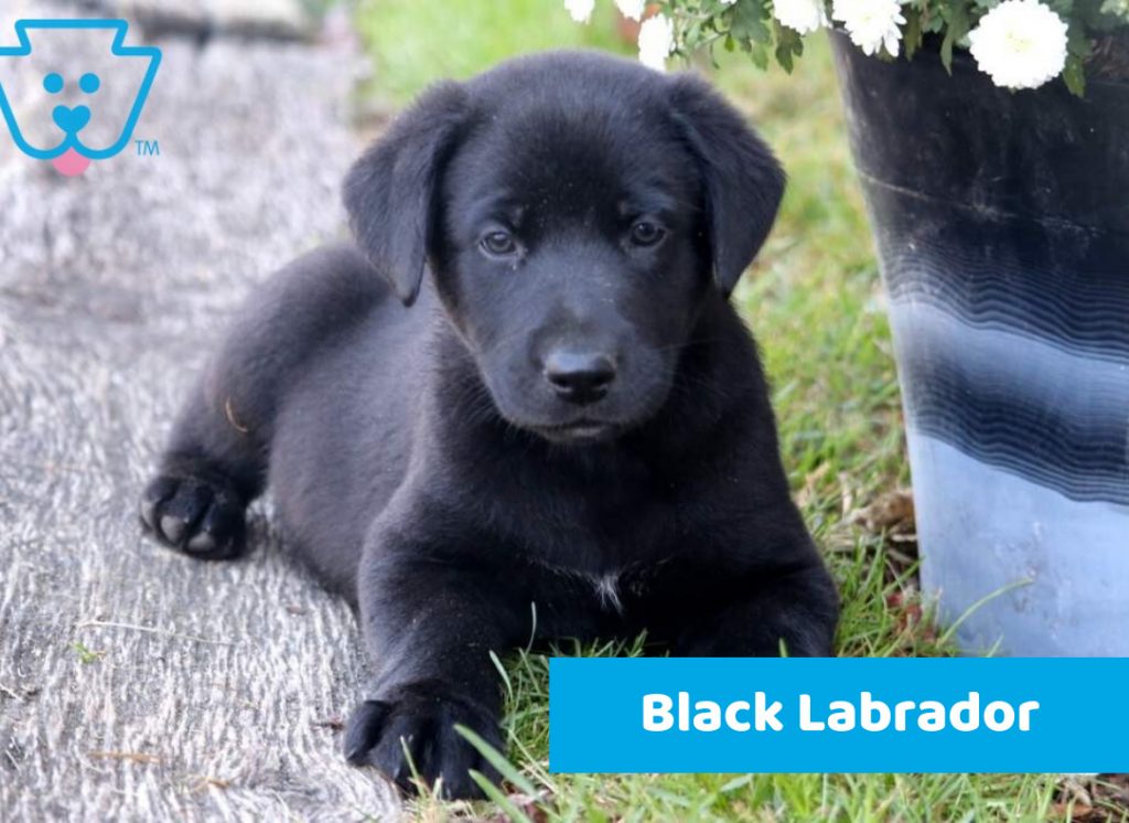 Black labrador puppy available to buy