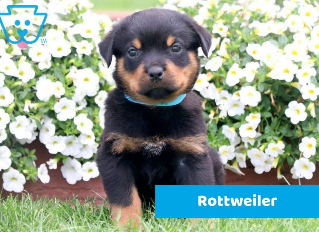 Rottweiler puppy sold online