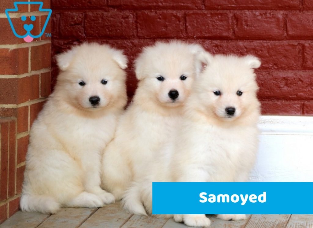 Samoyed puppies for sale from PA