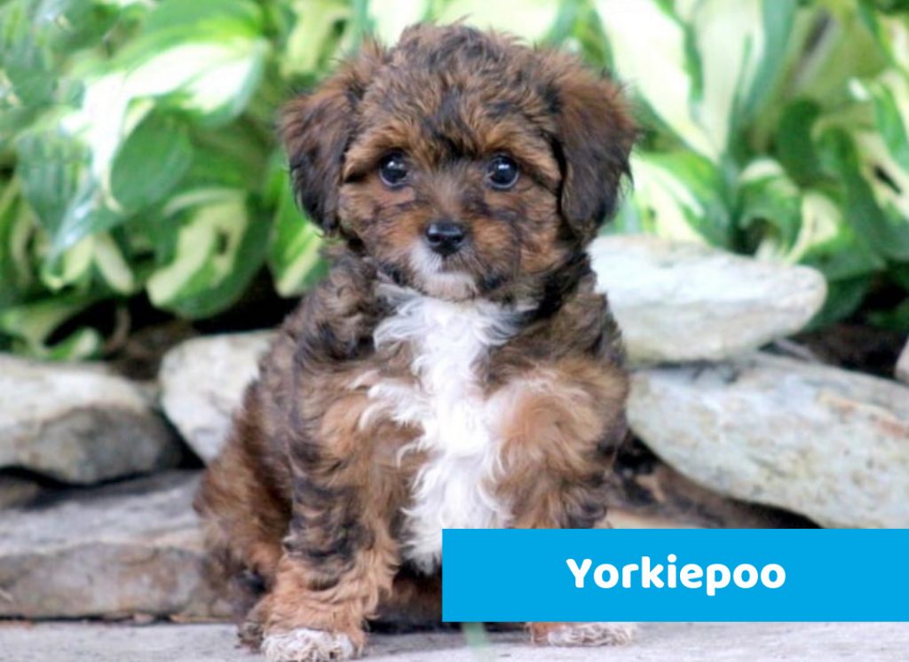 Yorkiepoo puppy available for sale