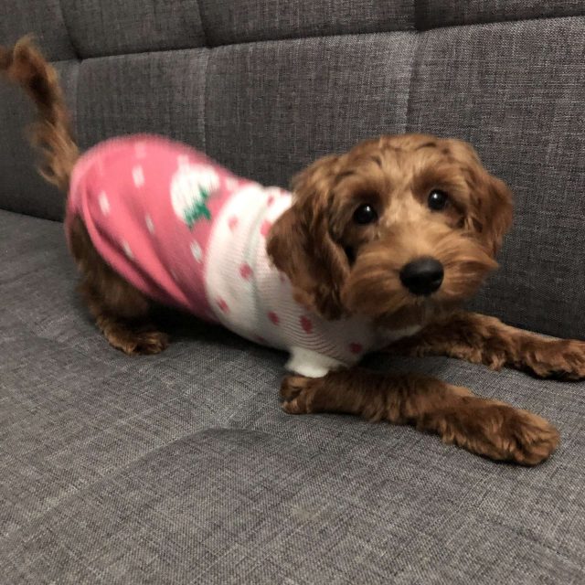 Update on cockapoo puppy