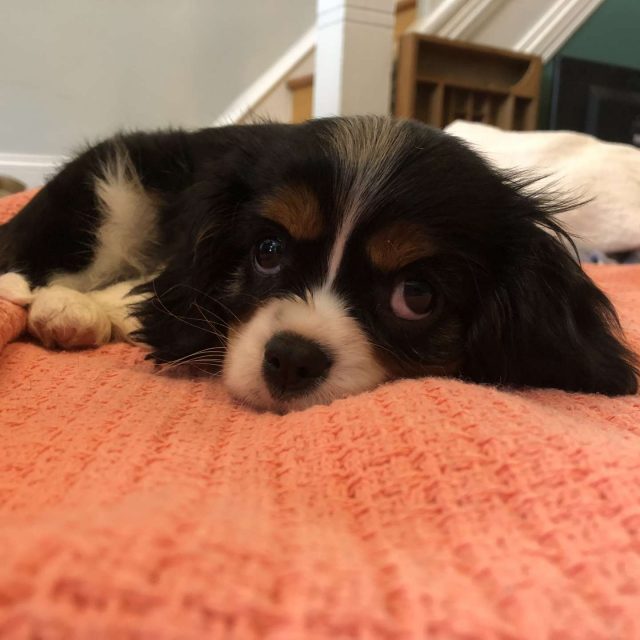 Angel – Cavalier King Charles Spaniel