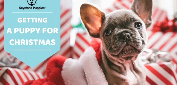 Everything to Know About Giving & Getting a Puppy for Christmas