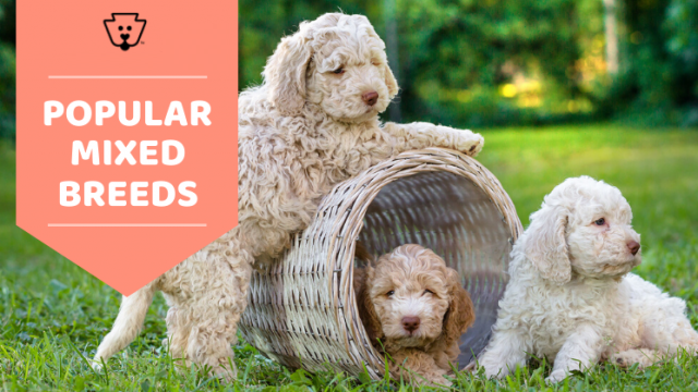 Most Popular Mixed Dog Breeds You’ll Love