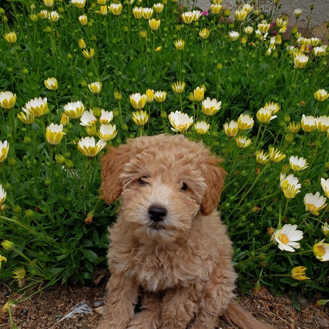 Mini Golden Doodle