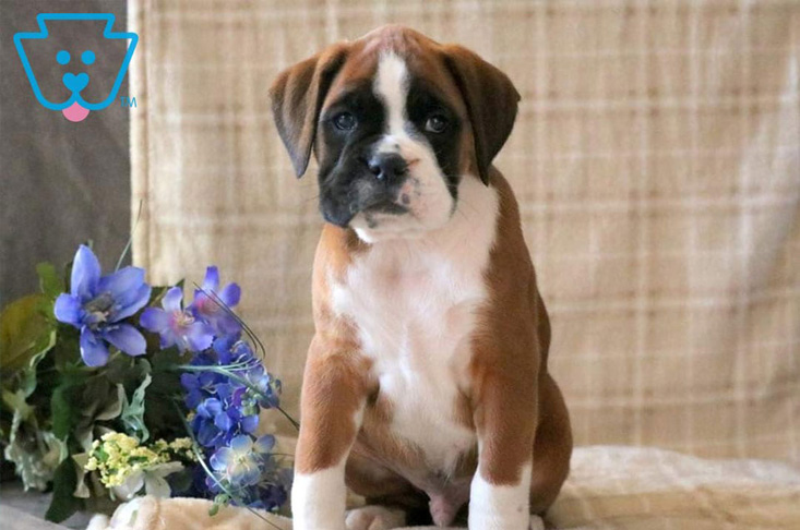 Friendly Boxer puppy for sale in PA