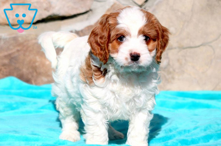Cavapoo puppy with spots