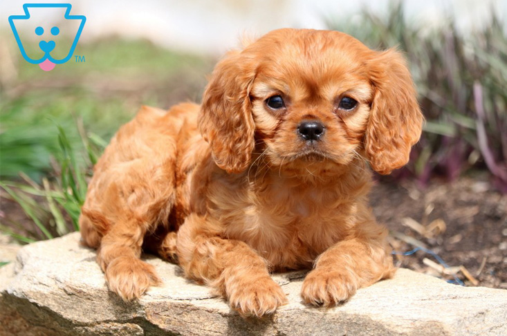 Copper colored King Cavalier puppy for sale