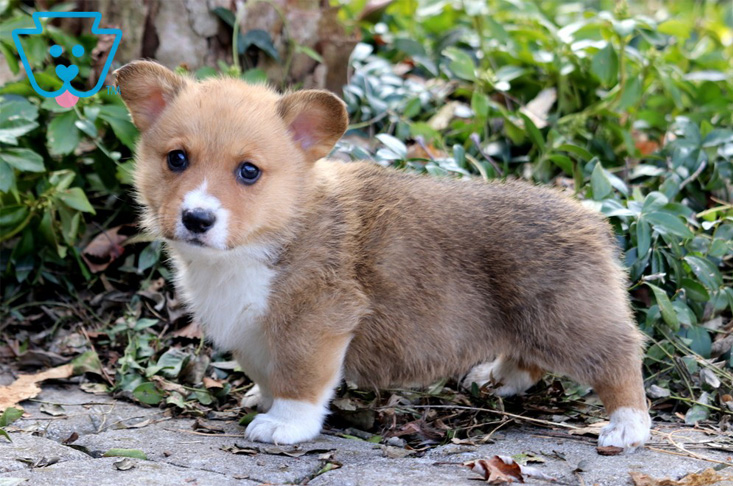 Welsh Corgi Puppy with Spots