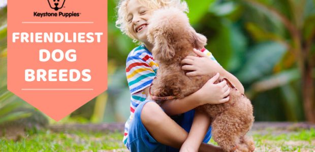 Top 10 Friendliest Dog Breeds