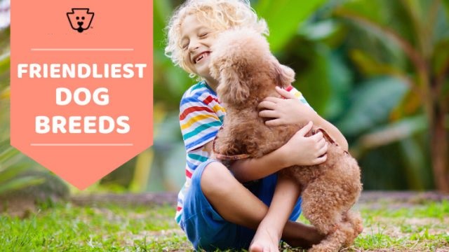 Top 10 Friendliest Dog Breeds