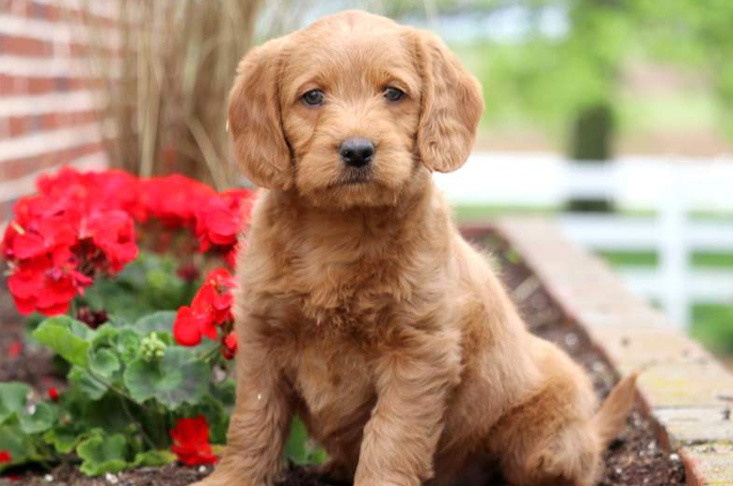 Labradoodle Puppy for Sale