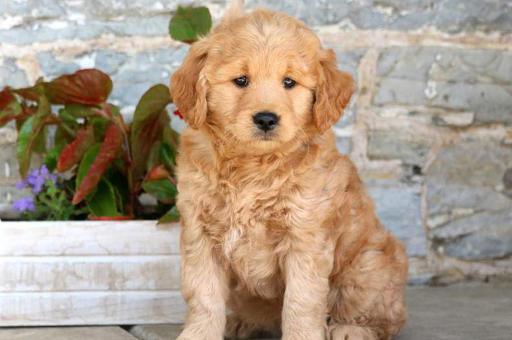 Mini Goldendoodle Puppy for Sale in PA