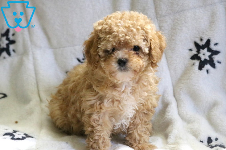 Blonde curly Poodle for sale